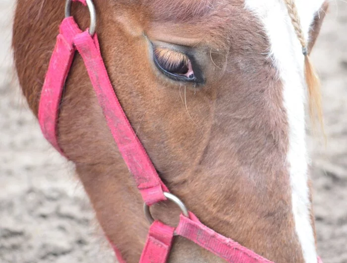 Fashionista - My, The photo, Horse head, Horses
