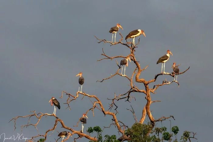 Gathering - Marabou, Birds, Animals, Wild animals, wildlife, South Africa, The photo, Tree