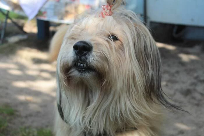 Plush from Surgut is looking for a home - My, In good hands, Pets, Surgut, Dog, Longpost