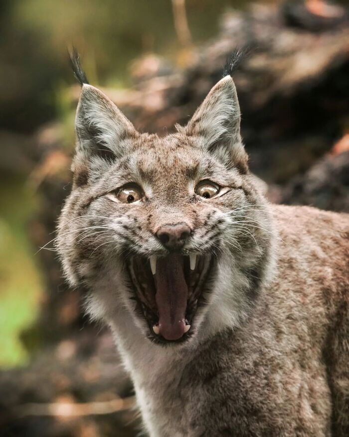 Когда увидел скидку на любимые вкусняшки