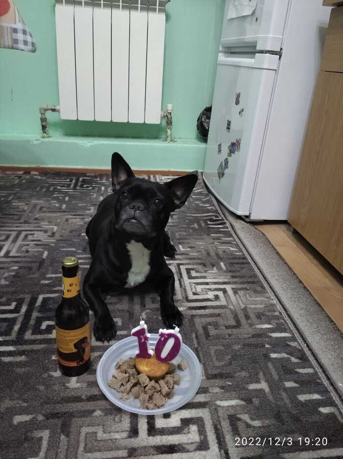 Моей сегодня 10 лет Собака, Французский бульдог, День рождения, Длиннопост