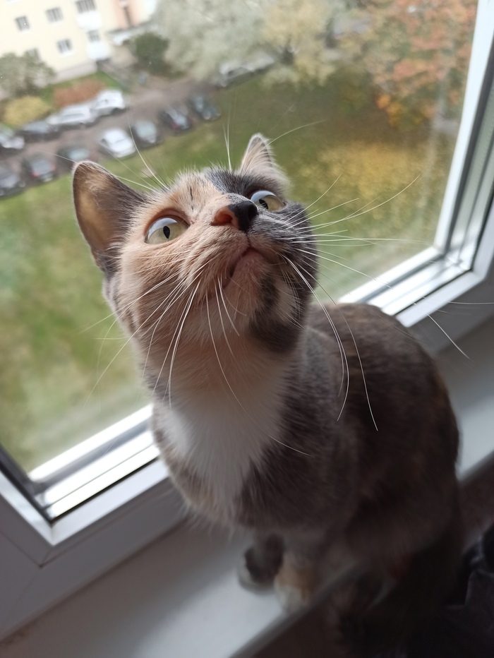 КошкаНора Красивое, Трехцветная кошка, Кот, Длиннопост