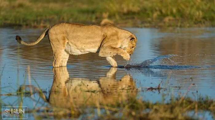 Who is sitting in the pond? - Lioness, a lion, Rare view, Big cats, Predatory animals, Mammals, Animals, Wild animals, wildlife, South Africa, The photo, Water, Reflection