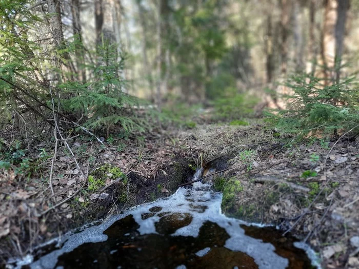 Forest stream. April 2022. Photo from my phone - My, Stream, Подмосковье, Forest, Mobile photography