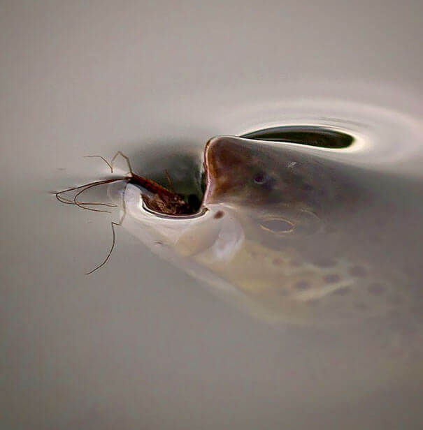 Breakfast - The photo, A fish, Nature, Pond-skater, Insects