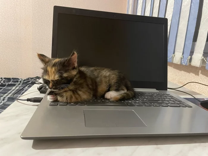 She knows where to warm up - My, cat, Animals, Notebook, Pets, The photo, Kittens, Warming up