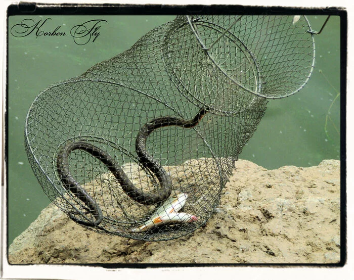 Here is the catch this summer - My, Catch, Snake, A fish, Fishing