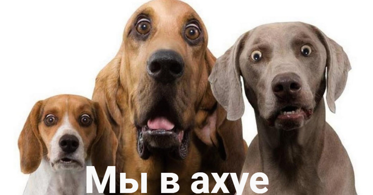 Удивленный пес