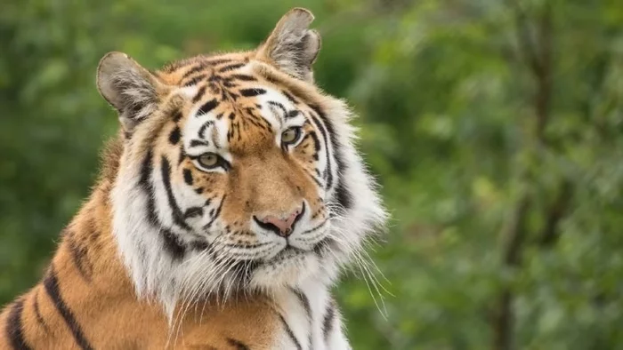 Siberian tiger kills tigress while mating at UK safari park - Amur tiger, Pairing, Negative, Death, Great Britain, England, Big cats, Cat family, Predatory animals, Wild animals, Tiger, Incident