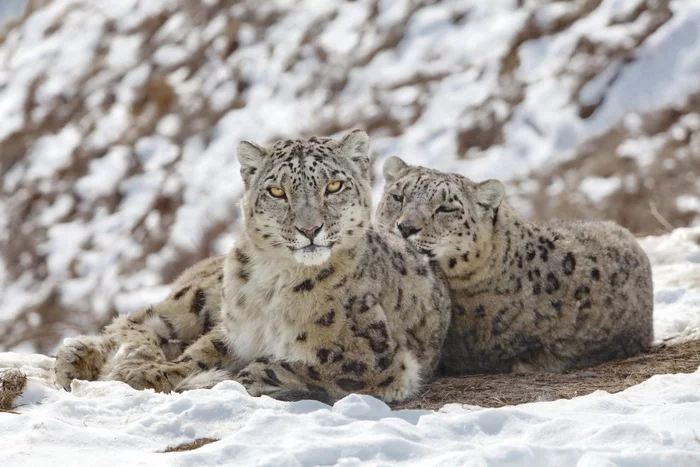 The invisible masters of the mountains - Snow Leopard, beauty, Wild animals, Big cats, Protection of Nature, Animal protection, Predatory animals, Rare view, Red Book, Longpost