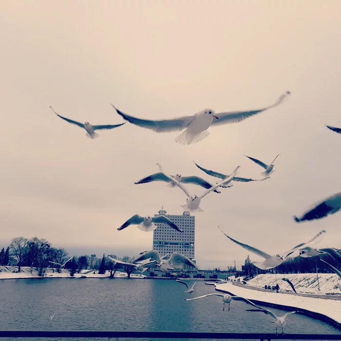 Girls, let's pose! They're filming us;) - My, Seagulls, House of Soviets, Kaliningrad, Lower Lake