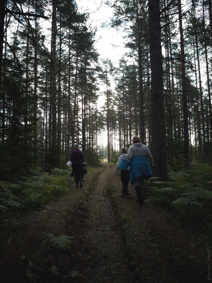 Лето. Утро. Лес