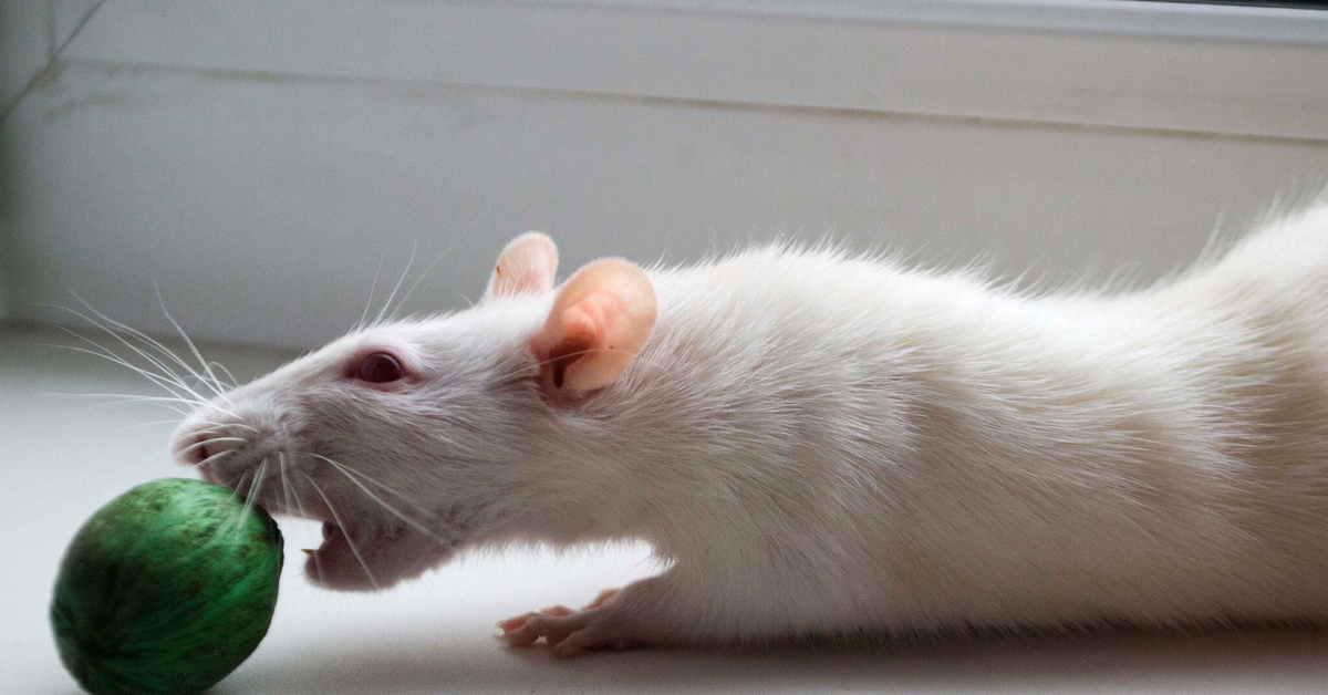 Длинные мыши. Белая крыса. Крыса домашняя белая. Декоративные крысы. Белая декоративная крыса.