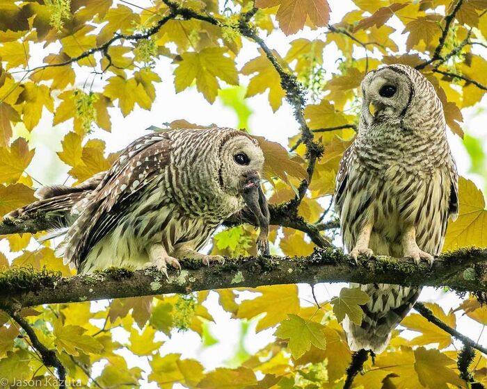 help yourself - Owl, Birds, Predator birds, Animals, Wild animals, North America, The photo, Mining, Tawny owl