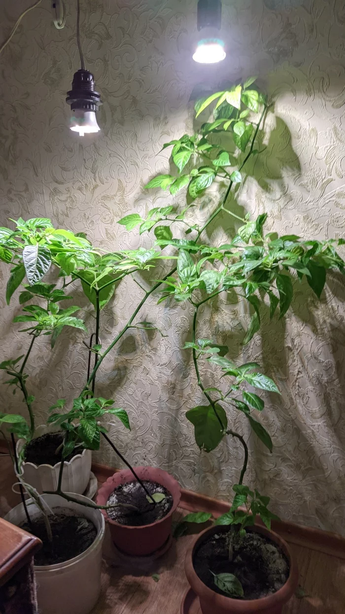 Tell me what to do with pepper for the winter - My, Hot peppers, Houseplants, Longpost