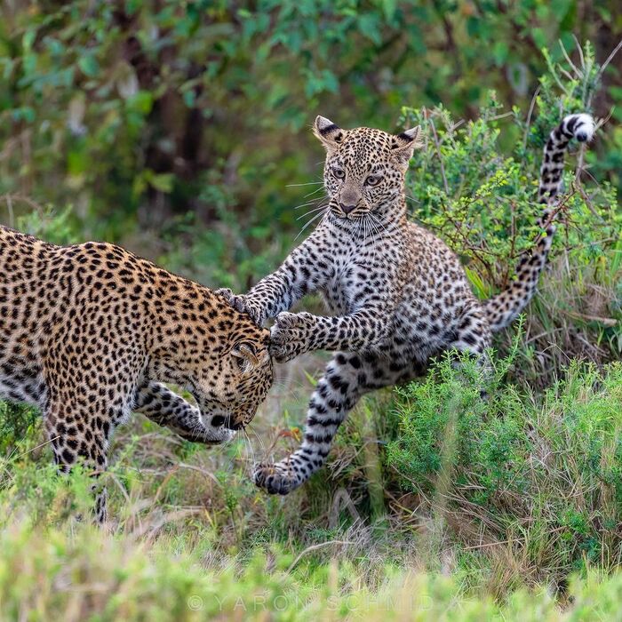 Кунг-фу леопард