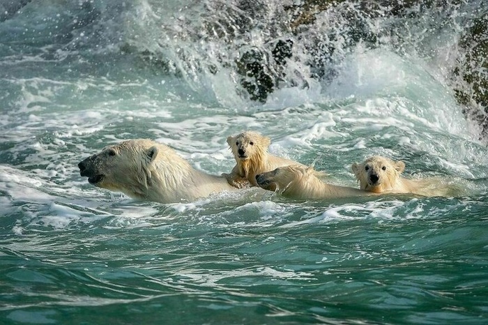 Прирождённые пловцы Фотография, Животные, Дикие животные, Белый медведь, Медведи, Медвежата, Север
