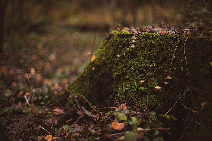 Спасибо всем: заблудшим случайно и вошедшим умышленно.) Рада видеть Вас! Фотография, Красота, Начинающий фотограф, Фотограф, Canon, Уличная фотография, Длиннопост