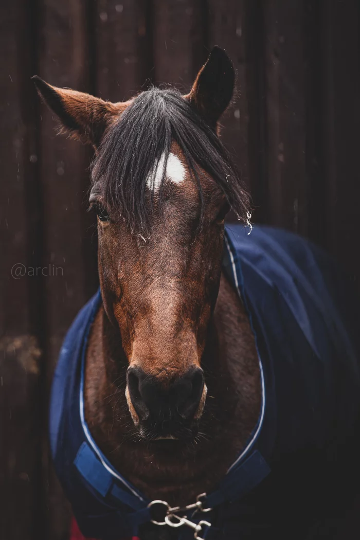 Gypsy Horse and Co - My, Milota, Moscow Zoo, Zoo, Animals, Canon, Winter, Longpost, Beginning photographer