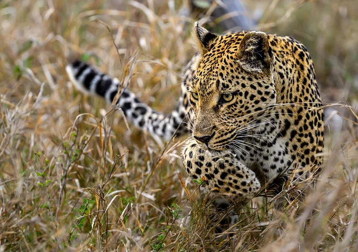 Perfect camouflage - Leopard, Kruger National Park, Wild animals, South Africa, Africa, Big cats, beauty, wildlife, Cat family, Predatory animals, The photo