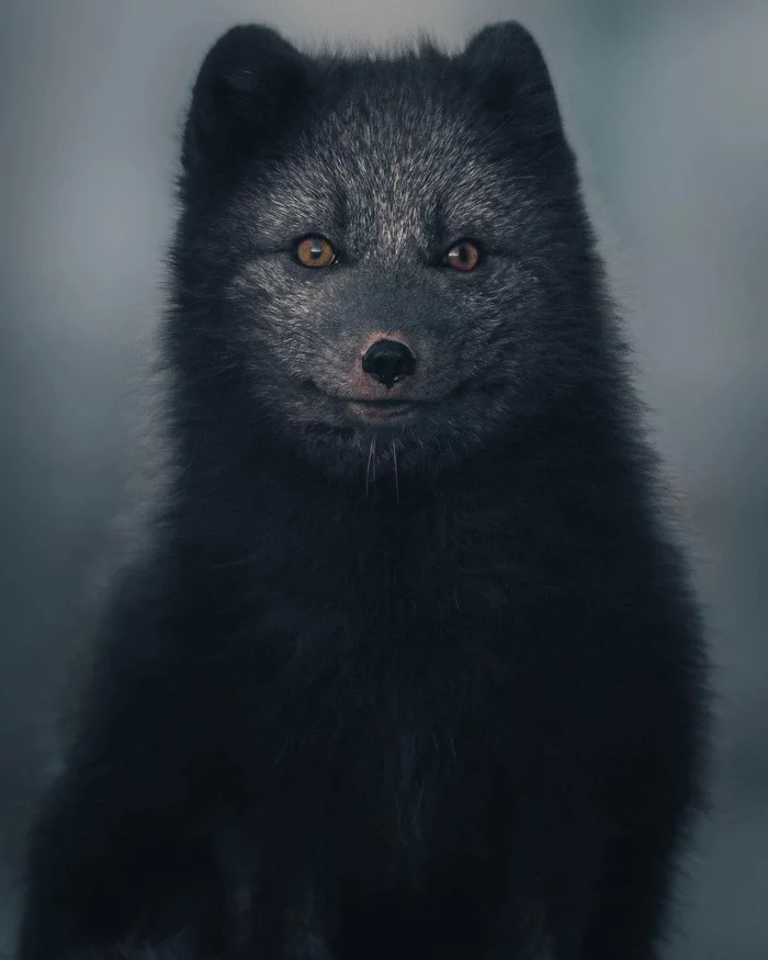 The arctic fox went hunting ^.^ - The photo, Animals, Fox, Arctic fox, Milota