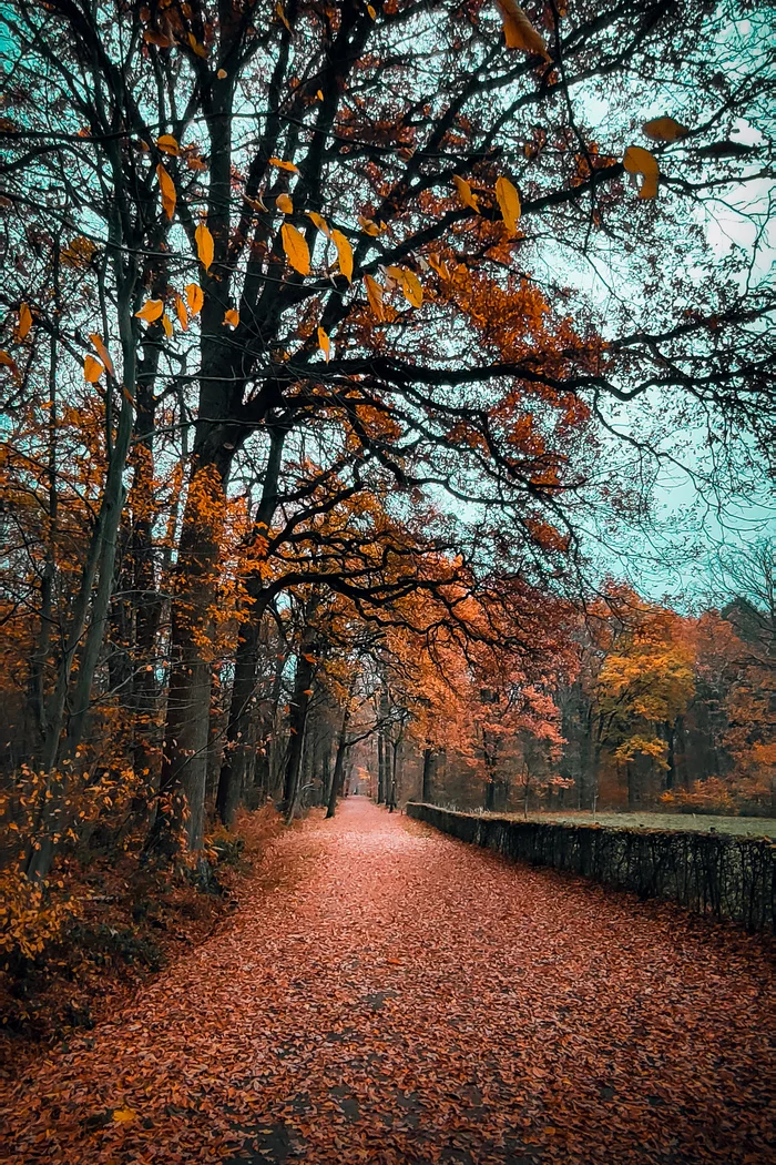 Autumn walk in Limburg - My, The photo, Autumn, Leaves, Autumn leaves, Walk, The park, Belgium, Flanders, Limburg, Longpost