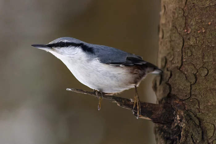 common nuthatch - My, The photo, Nature, Winter, The park, Forest, Birds, Redkino