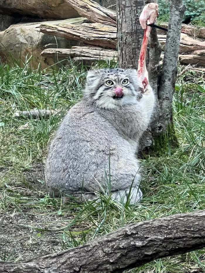 Reply to the post Where's lunch? - Pallas' cat, Pet the cat, Small cats, Cat family, Wild animals, The photo, Bones, Reply to post