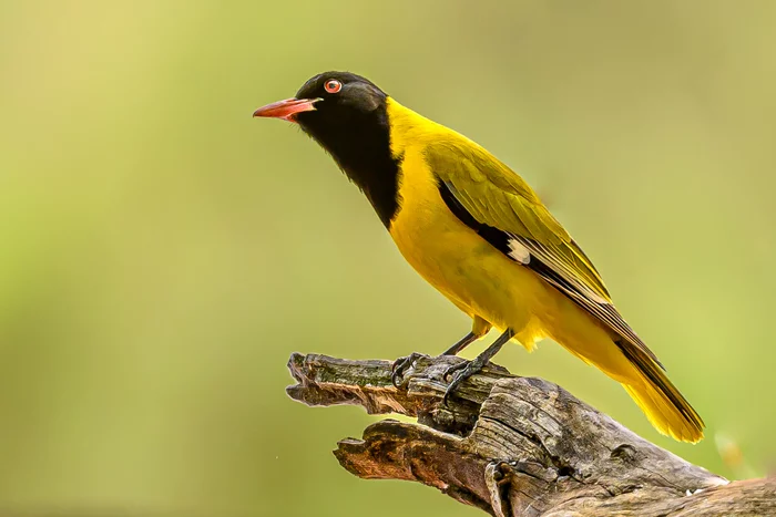 masked oriole - My, The photo, Wild animals, South Africa, Birds
