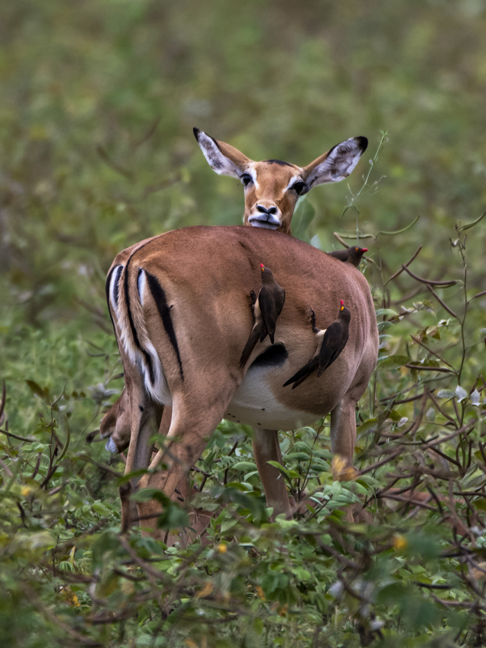 Буйволовые скворцы досаждают антилопе Фотография, Дикие животные, Национальный парк Крюгера, Скворец