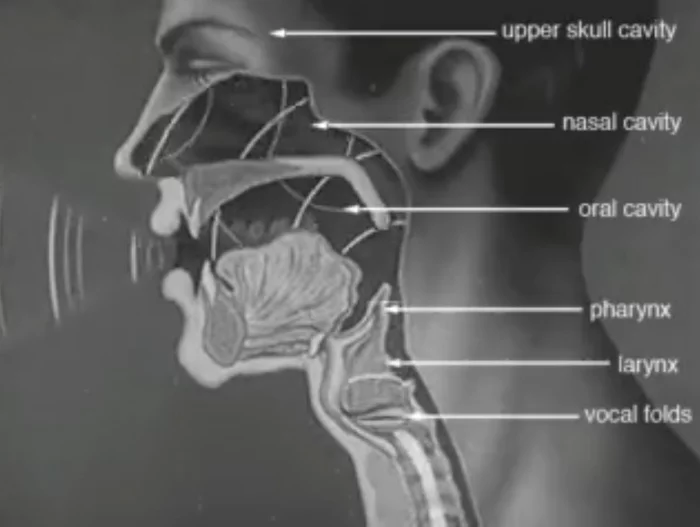 The mechanism of the vocal cords - Healthy lifestyle, The science, Health, Research, Vocal cords, Scientists