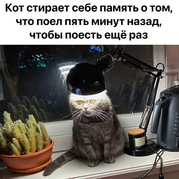 Kote - cat, Food, Memes, Men in Black, Memory, Picture with text