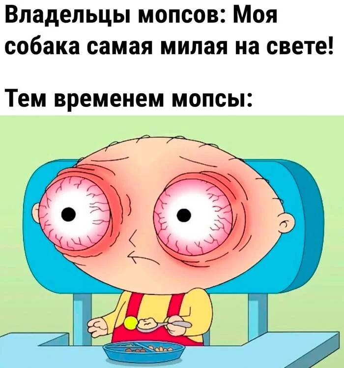 Мопсы - Мемы, Юмор, Мопс, Собака, Картинка с текстом, Гриффины