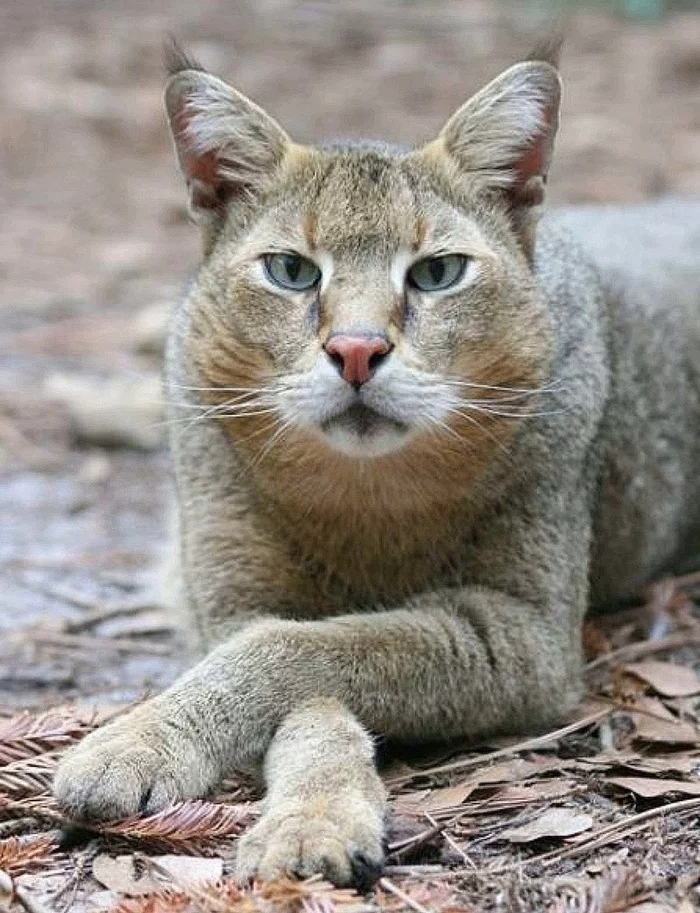 Tell me what you came with - Jungle cat, Rare view, Small cats, Predatory animals, Mammals, Animals, Wild animals, Zoo, The photo