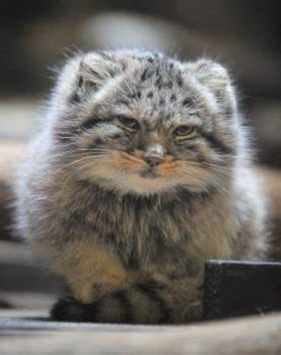 Милашка и стесняшка