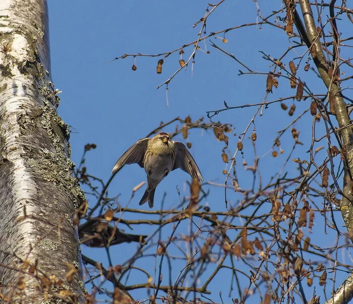 Birch lover - My, Nature, The nature of Russia, Photo hunting, Ornithology, Redpoll, December, Winter, freezing, Hobby, The photo, wildlife, Forest