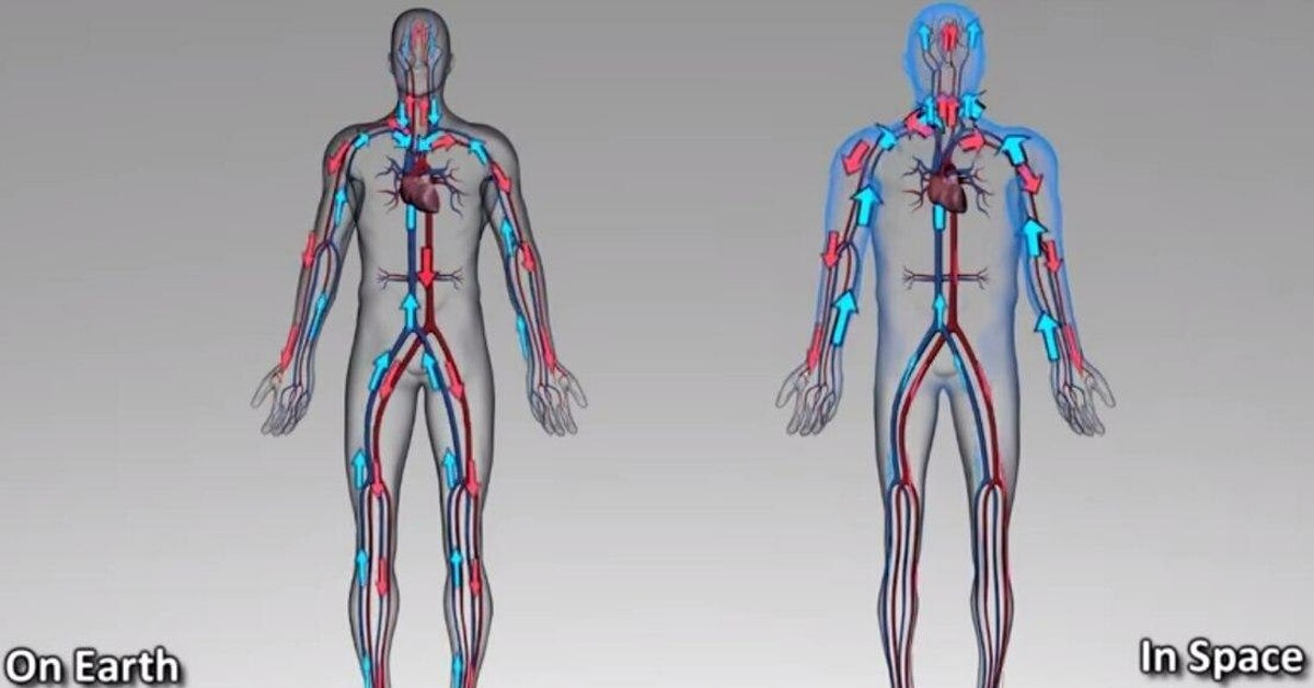 Изменение внутреннего тела. Кровеносная система. Воздействие невесомости на человека. Влияние невесомости на организм человека. Влияние невесомости на мышцы.