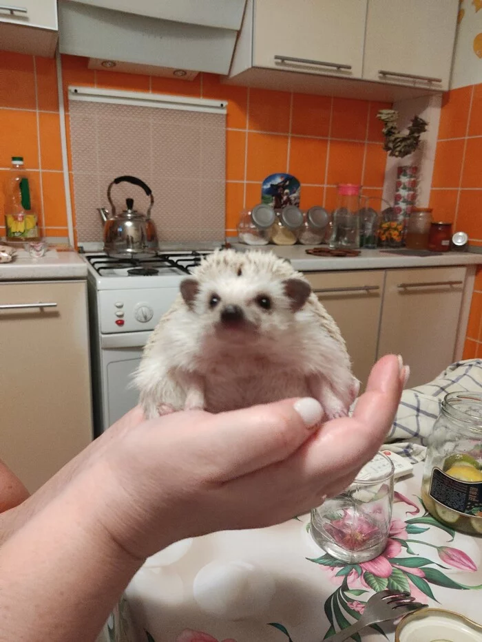 When you've been at grandma's for a few days - Hedgehog, Milota