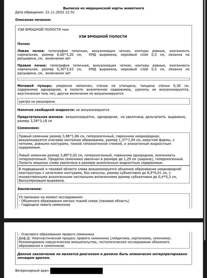 Ушёл на радугу... Помогите хотя бы узнать причину - Моё, Негатив, Ветеринария, Без рейтинга, Собака, Помощь, Смерть, История болезни, Длиннопост