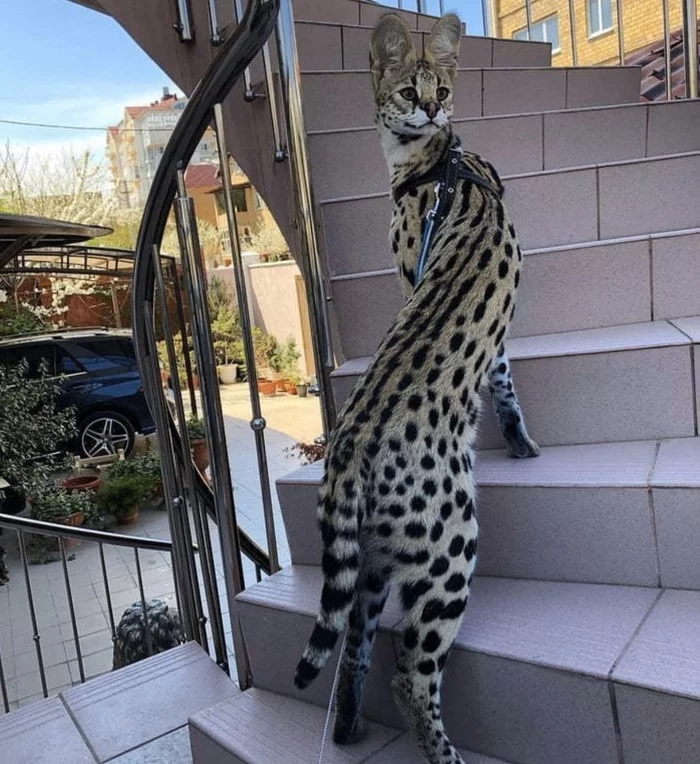 Savannah - Savannah, Hybrid, Pet the cat, Cat family, Small cats, Serval, Repeat