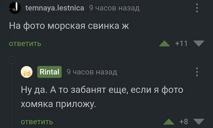 Новым правилам Пикабу посвящается... - Скриншот, Комментарии на Пикабу, Юмор, Пикабу, Морская свинка