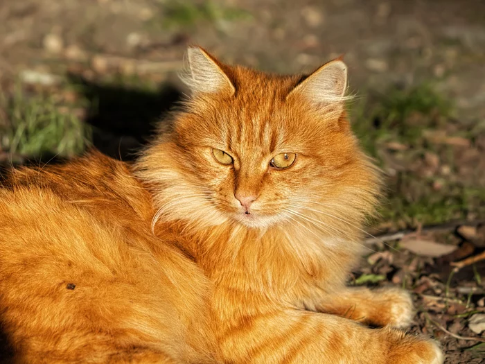 Redhead in the sun - My, The photo, Street photography, cat, Canon, Redheads, City walk, Crimea, Evpatoria