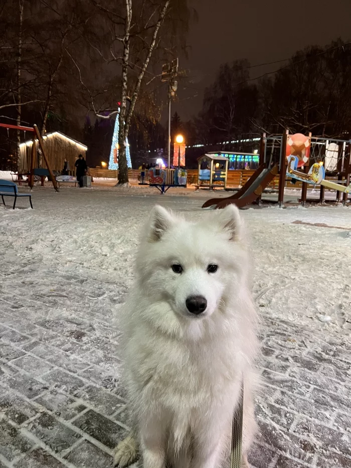 Самоед, который сам никого не ест и просто так сам никуда не поедет - Собака, Самоед, Пушистые, Хвост, Псовые, Родители и дети, Животные, Длиннопост, Фотография