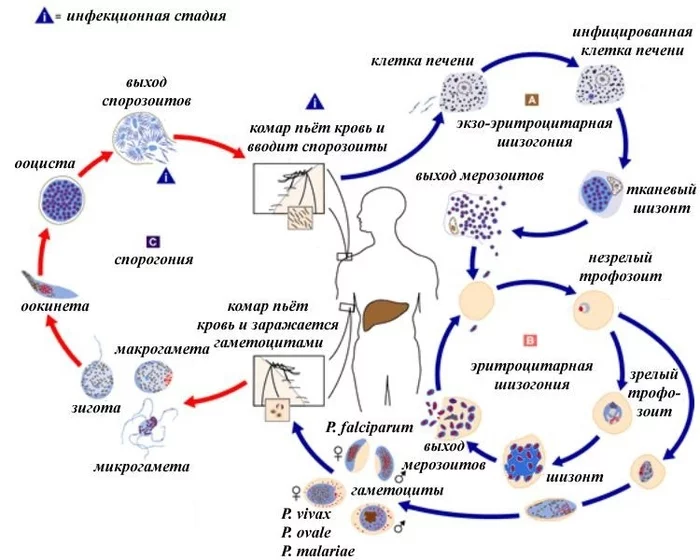 MICROSCOPIC VAMPIRES - My, Biology, Nauchpop, Informative, The science, Malaria, Plasmodium, Microbiology, The medicine, Longpost