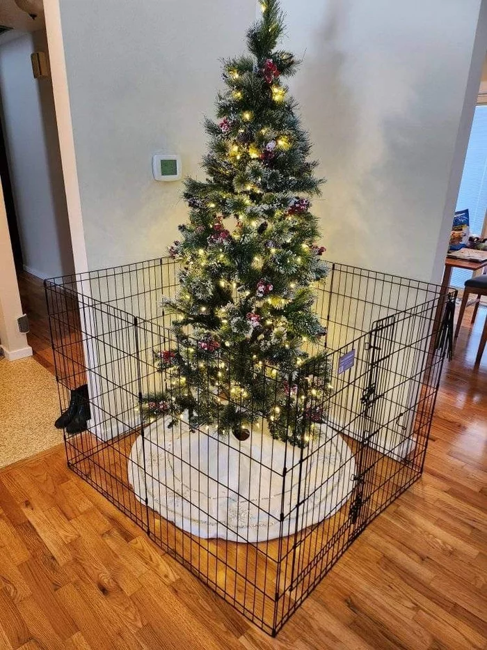 First Christmas with a cat - Christmas, Lattice, Christmas trees, The photo