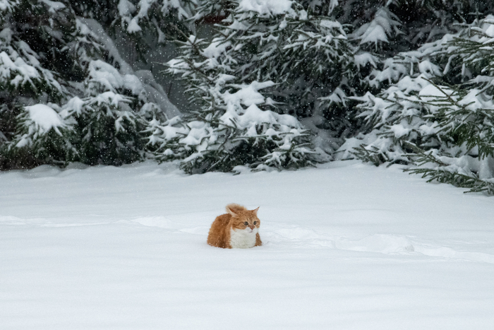 Рыжий в снегах Фотография, Кот, Толстые котики, Рыжие, Длиннопост, Снег