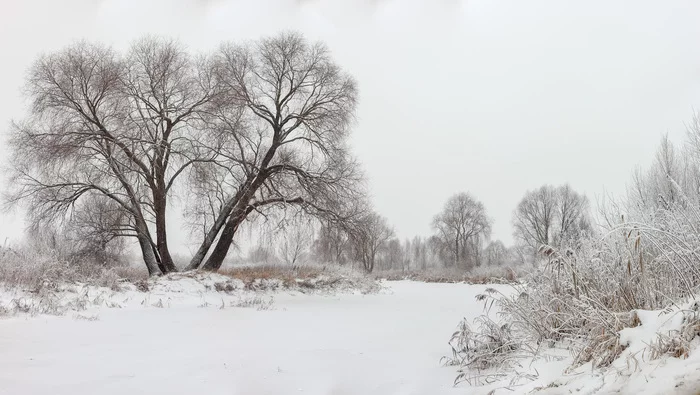 frosty white - My, The photo, Landscape, Snow, Nature, River, freezing, Tree, Walk, The nature of Russia, Moscow region, Winter