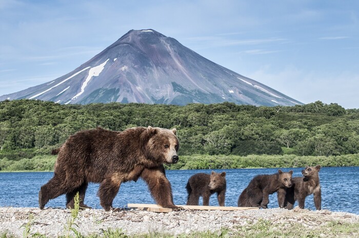 Три медведя и медведица :) Камчатка, Медведи, Курильское озеро, Медвежата, Вулкан, Вулкан Ильинский, Бурые медведи