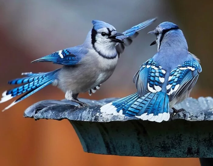 blue jay - Birds, Washing, Jay, Blue Jay, Information, Video, Vertical video, Longpost