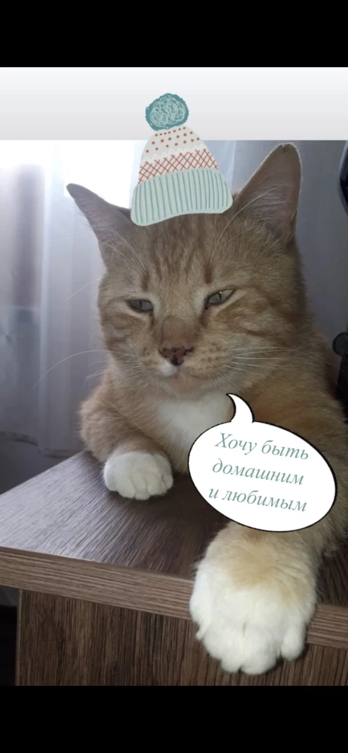 Our charismatic guy Fox really wants to see his mother - My, In good hands, Kaluga, Moscow, The strength of the Peekaboo, cat, Help, Volunteering, Animal Rescue, Obninsk, Animal shelter, Longpost, Homeless animals, Redheads, Miracle